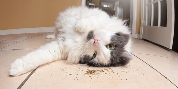 cat lying down on the floor rolling in dried catnip