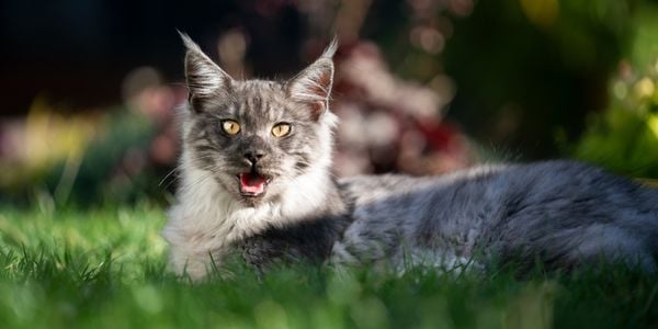 cat lying in grass outside panting