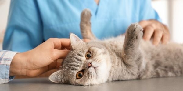 cat lying on back getting examined by vet