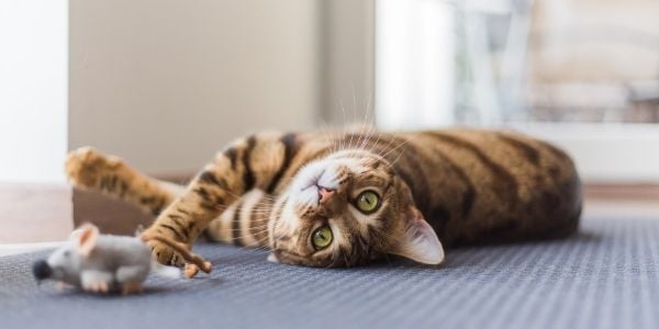 cat lying upside down on the floor with a mouse toy