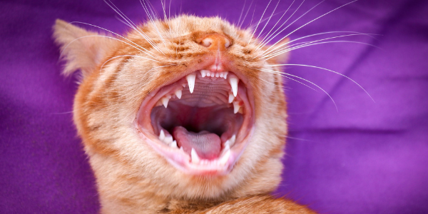 cat mouth wide open teeth showing