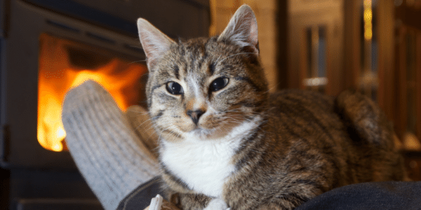 cat near fireplace