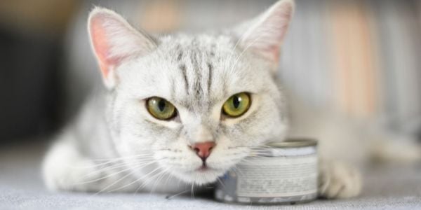 cat not eating lost appetite-shutter