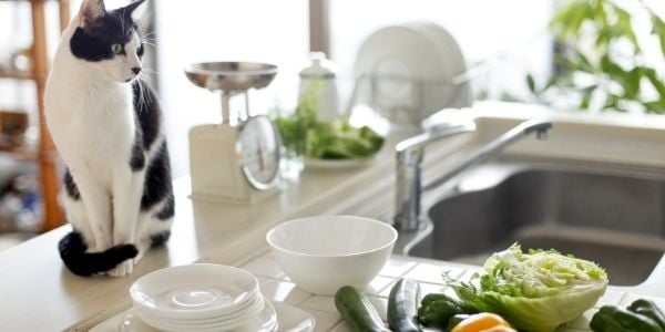 cat on counter looking at vegetables