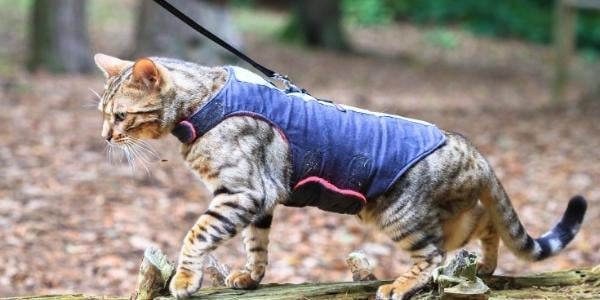 cat on harness walk outdoors 