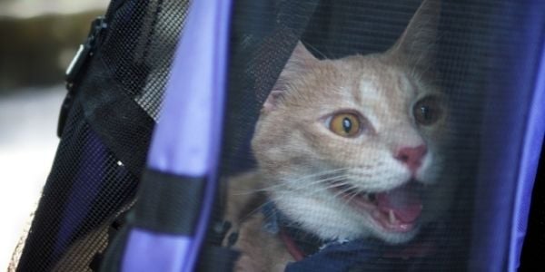 cat overheating in a carrier