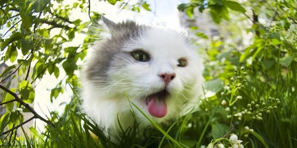 cat paning and seeking shade under a bush-shutter