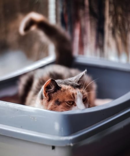 cat peeking out of a high sided litter box