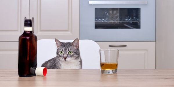 cat peering over the kitchen counter at a glass and bottle of alcohol