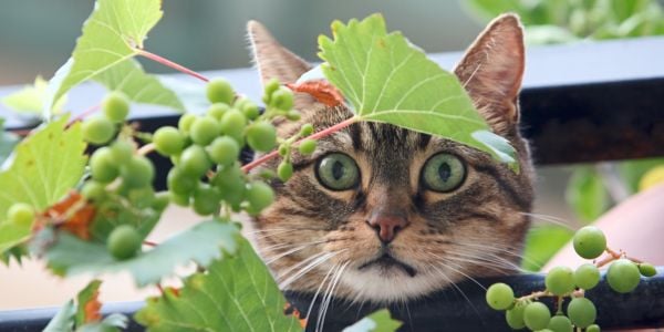 cat peering through a vine full of grapes
