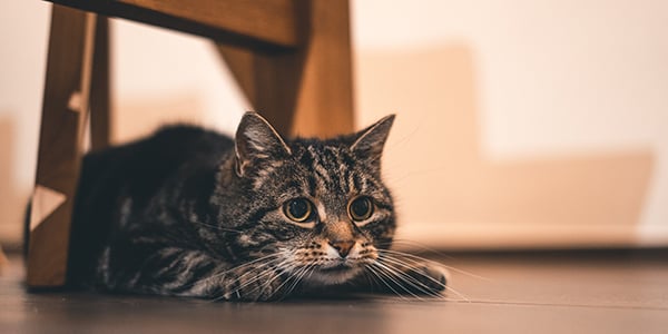 cat playing at night