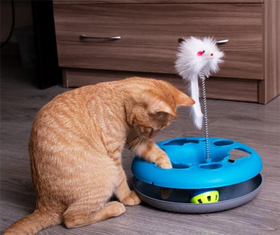 cat playing with ball toy on track