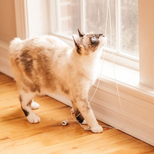 cat playing with blind cords