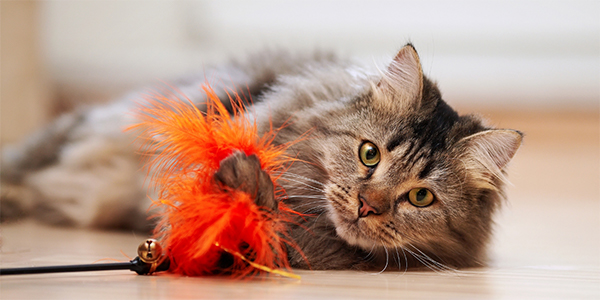 cat playing with feature toy