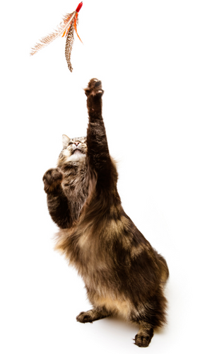 cat reaching for a bird toy lure