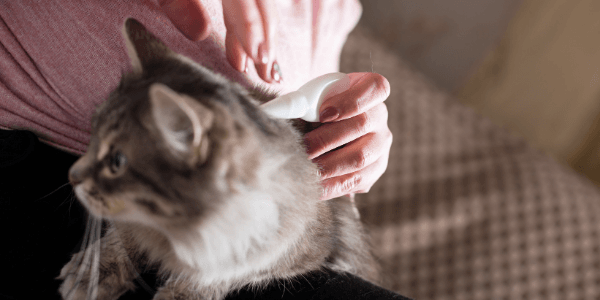 cat sitting in lap with owner applying spot on flea medication