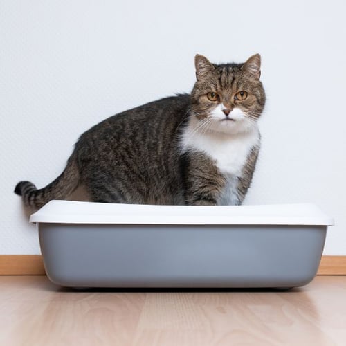 cat sitting in litter box-canva