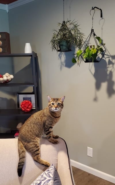 cat sitting on back of sofa with hanging plants on the wall out of reach