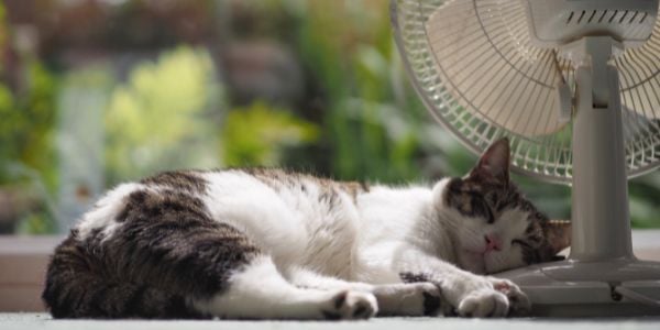 cat sleeping on window ledge beside a fan
