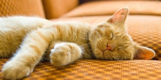 cat sleeping peacefully