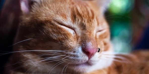 cat sleeping with a mosquito on his nose