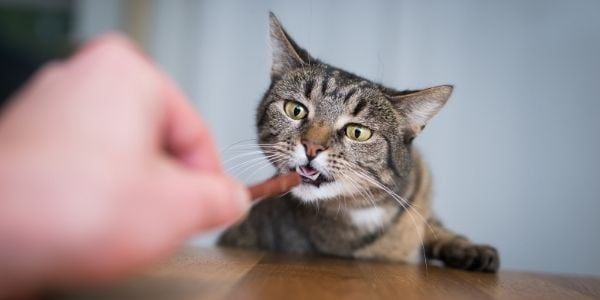 cat sniffing treats