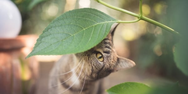 cat sniffing underside of leaf in garden