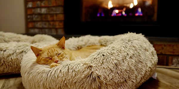cat snuggling by fireplace