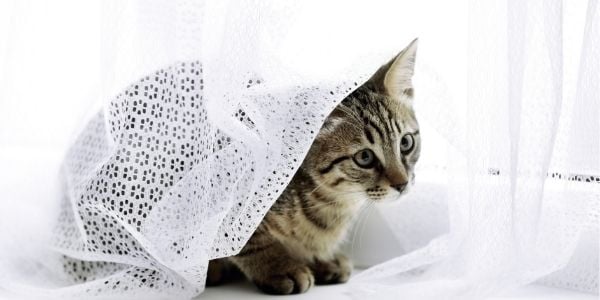 cat spraying