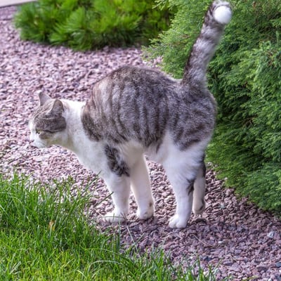 cat spraying and marking a bush outdoors