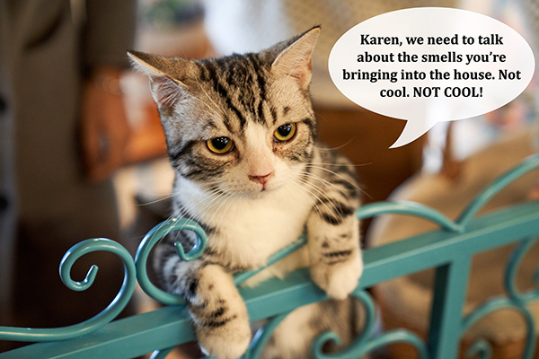 Podcast: Cats Spraying: Why They Do It And How To Stop It
