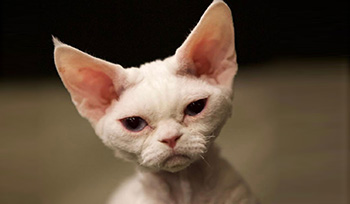 older male cat peeing outside litter box