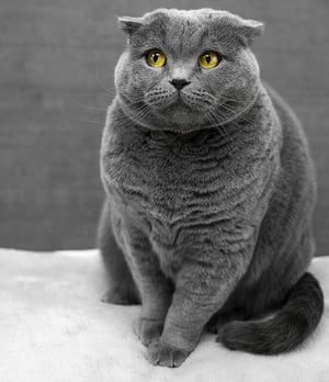 why do cats spray