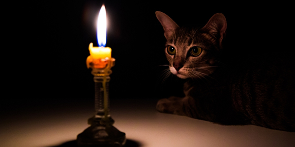 cat staring at candle