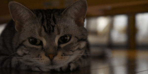 cat hiding because of stress