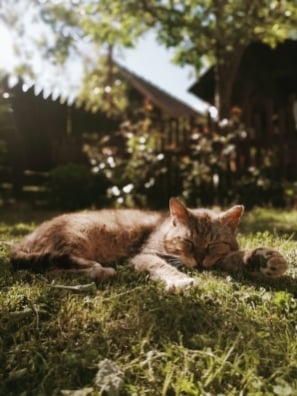 cat stretched out and lying on the grass in yard