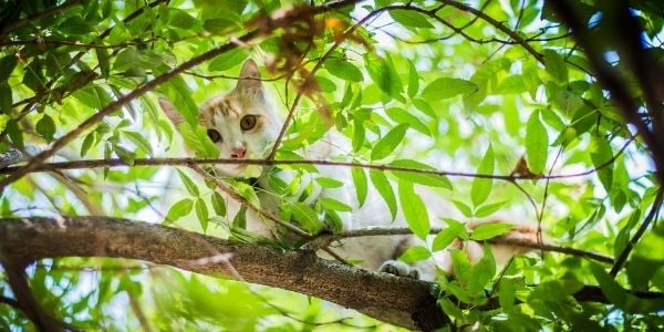 cat stuck in a tree
