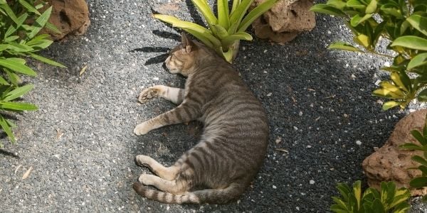 cat suffering from heat exhaustion