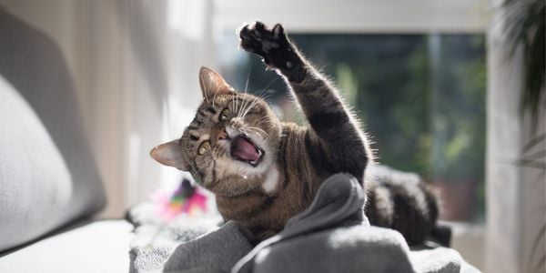 cat swatting at a cat toy