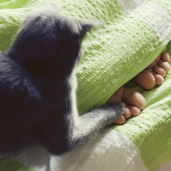 cat swatting people toes while they sleep