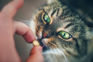 cat taking flea pill
