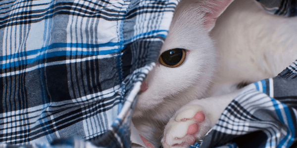 cat that is stressed and hiding