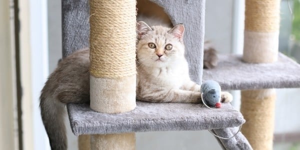 Angry cat keeps couple out of home for hours