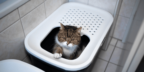 cat using top load litter box