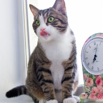 cat waiting to be fed by a clock