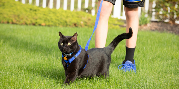 black cat wearing blue harness and leash walking with owner outside in grassy yard