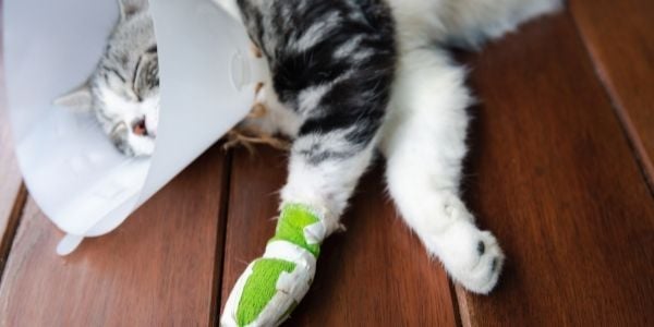 cat wearing cone with bandage on leg-shutter