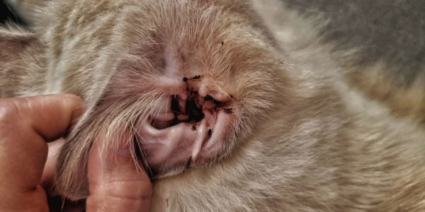 cat with ear infection and debris on ear flap