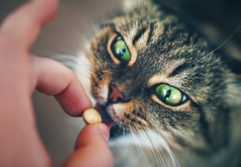 cat with green eyes taking supplement from hand