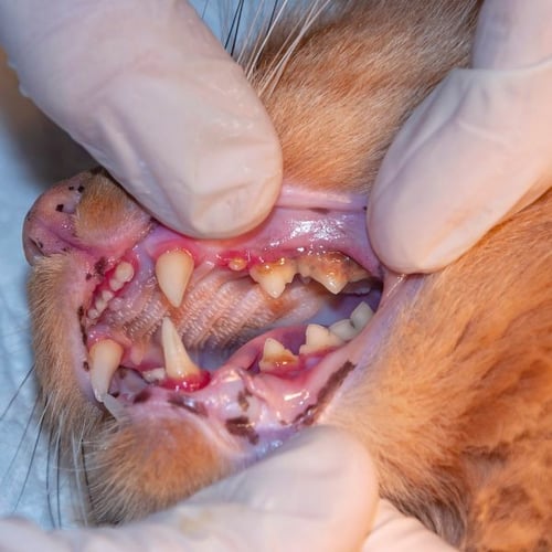 cat with inflammed gums suffering from stomatitis